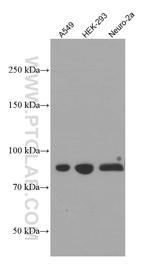 PI3K p85 alpha Antibody in Western Blot (WB)