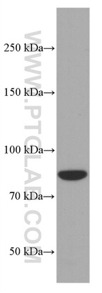 PI3K p85 alpha Antibody in Western Blot (WB)