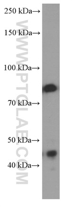 PI3K p85 alpha Antibody in Western Blot (WB)