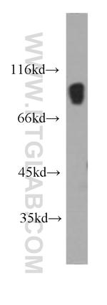 IFT88 Antibody in Western Blot (WB)