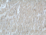 IFT88 Antibody in Immunohistochemistry (Paraffin) (IHC (P))