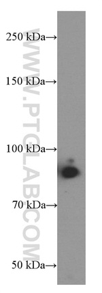 IFT88 Antibody in Western Blot (WB)