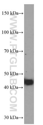 FUT9 Antibody in Western Blot (WB)