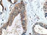 FUT9 Antibody in Immunohistochemistry (Paraffin) (IHC (P))