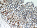 FUT9 Antibody in Immunohistochemistry (Paraffin) (IHC (P))