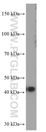 FUT9 Antibody in Western Blot (WB)