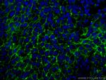 CD9 Antibody in Immunohistochemistry (PFA fixed) (IHC (PFA))