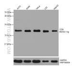 CD9 Antibody in Western Blot (WB)