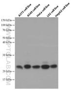 CD9 Antibody in Western Blot (WB)