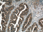 CD9 Antibody in Immunohistochemistry (Paraffin) (IHC (P))