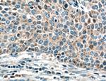 Gamma cystathionase Antibody in Immunohistochemistry (Paraffin) (IHC (P))