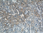 Gamma cystathionase Antibody in Immunohistochemistry (Paraffin) (IHC (P))