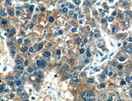 Gamma cystathionase Antibody in Immunohistochemistry (Paraffin) (IHC (P))