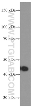 Gamma cystathionase Antibody in Western Blot (WB)