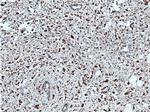 OCT4 Antibody in Immunohistochemistry (Paraffin) (IHC (P))