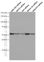 OCT4 Antibody in Western Blot (WB)