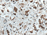 OCT4 Antibody in Immunohistochemistry (Paraffin) (IHC (P))