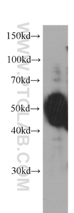 OCT4 Antibody in Western Blot (WB)