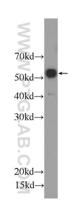 OCT4 Antibody in Western Blot (WB)