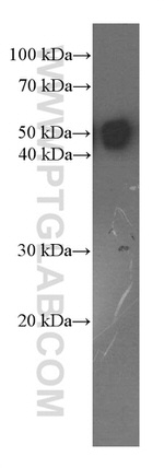 OCT4 Antibody in Western Blot (WB)