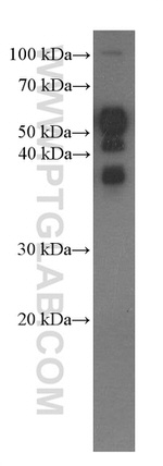 OCT4 Antibody in Western Blot (WB)