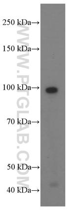 PLAA Antibody in Western Blot (WB)