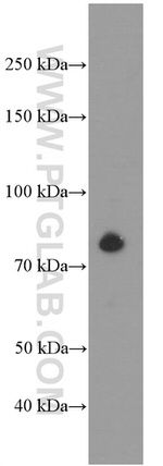 PLAA Antibody in Western Blot (WB)