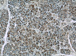 4EBP1 Antibody in Immunohistochemistry (Paraffin) (IHC (P))