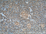 4EBP1 Antibody in Immunohistochemistry (Paraffin) (IHC (P))