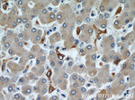 HADHA Antibody in Immunohistochemistry (Paraffin) (IHC (P))