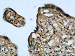 Zyxin Antibody in Immunohistochemistry (Paraffin) (IHC (P))