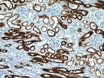 NAPSA Antibody in Immunohistochemistry (Paraffin) (IHC (P))