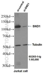 SND1 Antibody in Western Blot (WB)