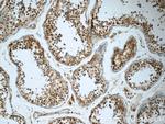 KIFAP3 Antibody in Immunohistochemistry (Paraffin) (IHC (P))