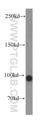 KIFAP3 Antibody in Western Blot (WB)