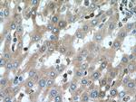 BAX Antibody in Immunohistochemistry (Paraffin) (IHC (P))