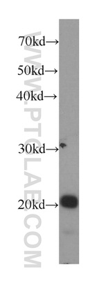 BAX Antibody in Western Blot (WB)