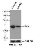 PKM2 Antibody in Western Blot (WB)