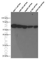 PKM2 Antibody in Western Blot (WB)