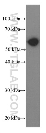 PKM2 Antibody in Western Blot (WB)