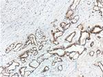 IL-10 Antibody in Immunohistochemistry (Paraffin) (IHC (P))