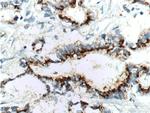 IL-10 Antibody in Immunohistochemistry (Paraffin) (IHC (P))