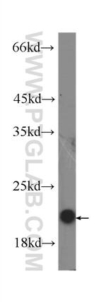 IL-10 Antibody in Western Blot (WB)