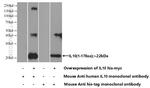 IL-10 Antibody in Western Blot (WB)