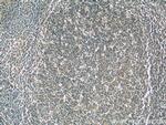 IL-28A Antibody in Immunohistochemistry (Paraffin) (IHC (P))