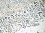 IL-28A Antibody in Immunohistochemistry (Paraffin) (IHC (P))