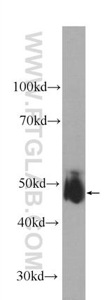 KCNN4 Antibody in Western Blot (WB)