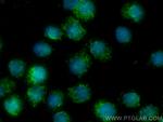 IL-19 Antibody in Immunocytochemistry (ICC/IF)