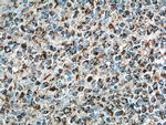 IL-19 Antibody in Immunohistochemistry (Paraffin) (IHC (P))