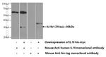 IL-19 Antibody in Western Blot (WB)